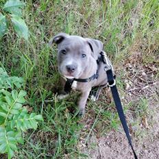 Staffordshire bull terrier Cæsar 
