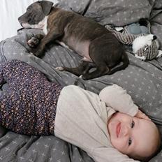 Staffordshire bull terrier Cæsar 