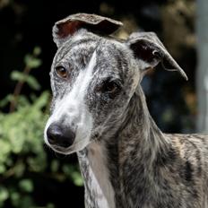 Whippet Tilla