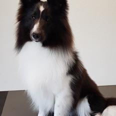 Shetland sheepdog Xtreme Beauty Line d'Ares Da Serra (*Line)