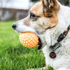 Blanding af racer Silja