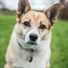 Blanding af racer Silja