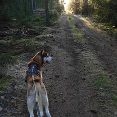 Siberian husky Sam
