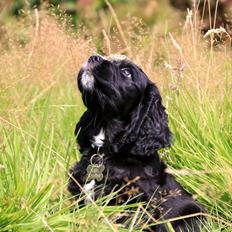 Blanding af racer Sam