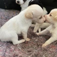 Blanding af racer Niels