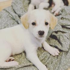 Blanding af racer Niels