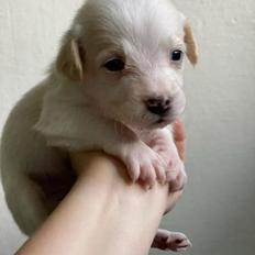 Blanding af racer Niels