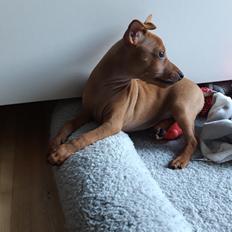 Dvaergpinscher Henning