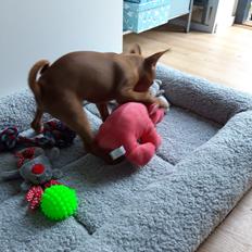 Dvaergpinscher Henning