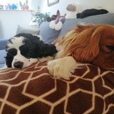 Amerikansk cocker spaniel Mary 