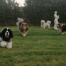 Amerikansk cocker spaniel Mary 