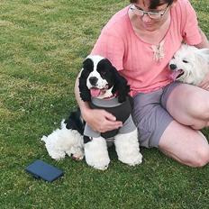 Amerikansk cocker spaniel Mary 