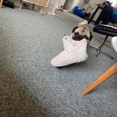 Mops Albert