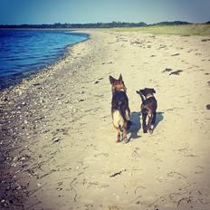 Schæferhund Gen-Chi Oda