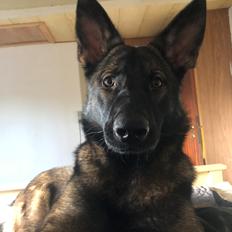 Schæferhund Gen-Chi Oda