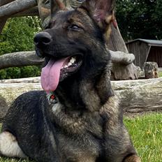 Schæferhund Gen-Chi Oda