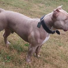 American Bully Arnold