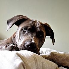 Cane corso Branco