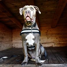 Cane corso Branco