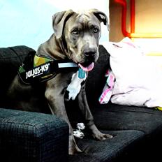 Cane corso Branco