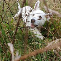 Hvid Schweizisk Hyrdehund Egeborgs amasing peppe (Herman)