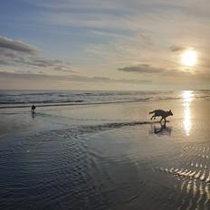 Hvid Schweizisk Hyrdehund Egeborgs amasing peppe (Herman) 