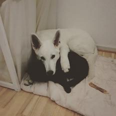 Hvid Schweizisk Hyrdehund Egeborgs amasing peppe (Herman)