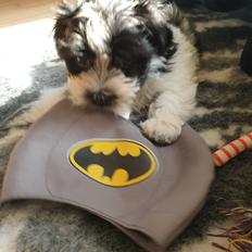 Bichon havanais Batman