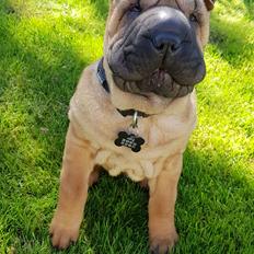 Shar pei Arne 