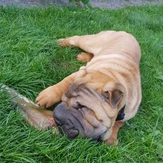 Shar pei Arne 