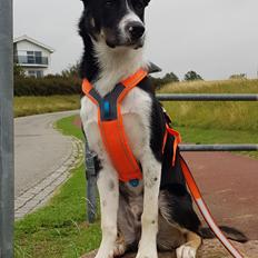 Border collie Lanstället's Chappy