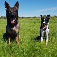 Border collie Lanstället's Chappy
