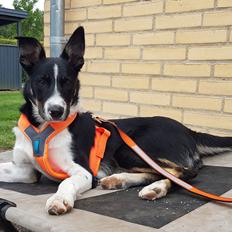 Border collie Lanstället's Chappy
