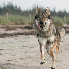 Tjekkoslovakisk ulvehund Rollo 