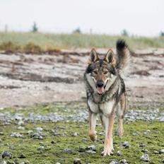 Tjekkoslovakisk ulvehund Rollo 