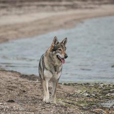 Tjekkoslovakisk ulvehund Eika