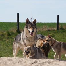 Tjekkoslovakisk ulvehund Eika