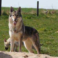 Tjekkoslovakisk ulvehund Eika