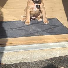 Blanding af racer Hector