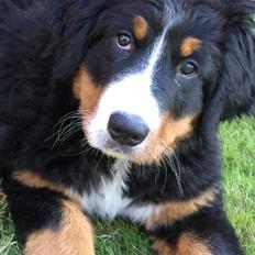 Berner sennenhund Berner Højgårds Hollie