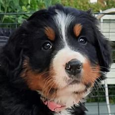 Berner sennenhund Berner Højgårds Hollie