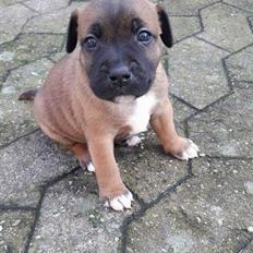 Staffordshire bull terrier Arnold