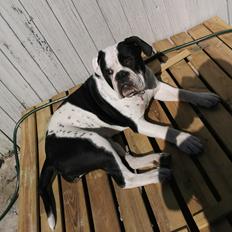 Olde english bulldogge Nalah