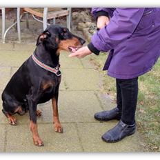 Dobermann Ulla