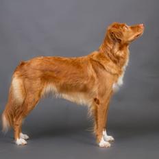 Nova scotia duck tolling retriever Aquafox Sebrings Fangio Chicane"Casey"