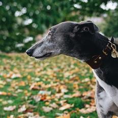 Greyhound Azul