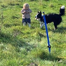 Border collie Shiva