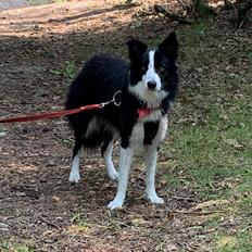 Border collie Shiva