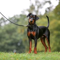 Tysk pinscher Lilla Eneby's Herman