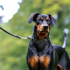 Tysk pinscher Lilla Eneby's Herman